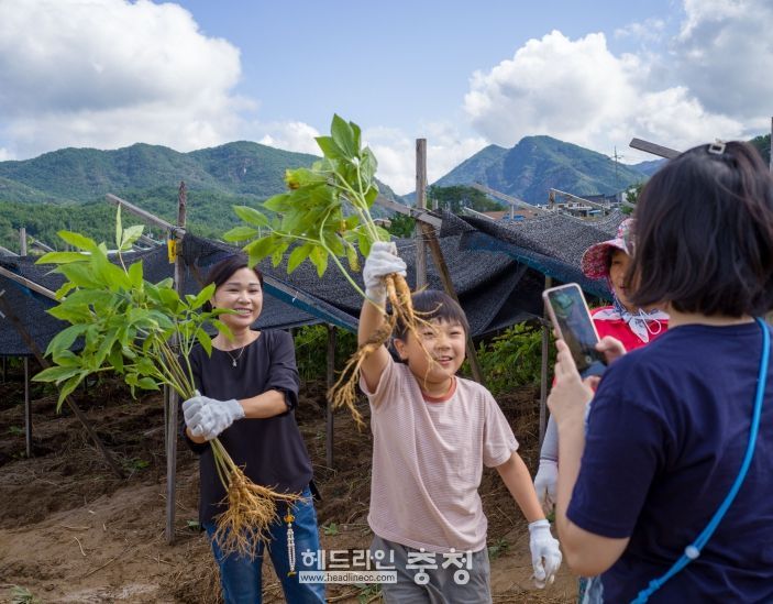 제43회 금산세계인삼축제 인삼캐기 체험
