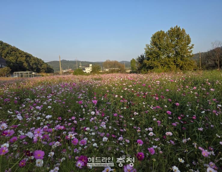세종시, 주민 손길로 피어난 국곡리 코스모스 정원