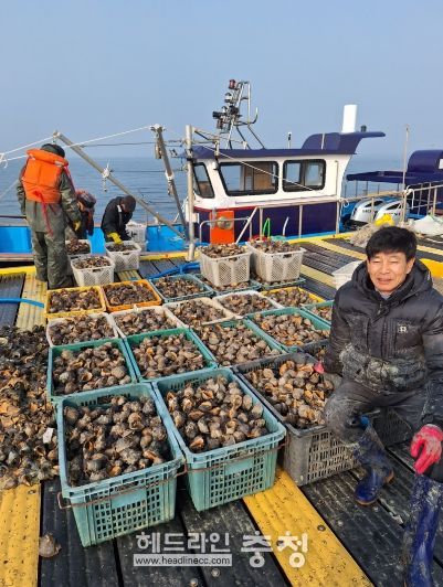 새조개 집산지 홍성 ‘남당항’ 참소라 대풍에 함박웃음