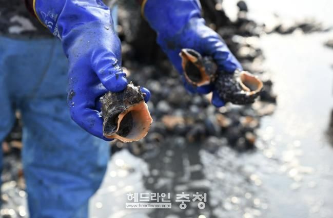 홍성군, 남당항 참소라 '대풍'